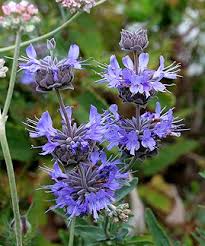 Image result for Salvia stenophylla