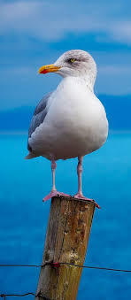 Pin On Pictures Birds