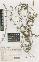 Image result for Ipomoea coptica