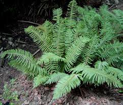 Image result for Polystichum