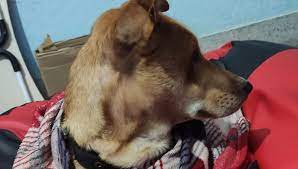 Showing posts with label adopt a dog free in patna. Pet Dog Adoption And Care Patna Home Facebook
