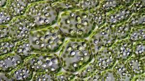 They are what make plants green. Chlorophyll And Chloroplasts Ask A Biologist
