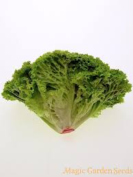 Check spelling or type a new query. Schnittsalat Lollo Bionda Lactuca Sativa Var Crispa Wissenswertes Saatgut A Z Samen Hijkl Samen Saatgut