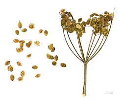 Image result for Schizocarphus