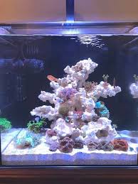 Ever Wonder How Do Fish Mate Fish Education A Must Watch In 2020 Reef Tank Aquascaping Saltwater Tank Setup Aquarium