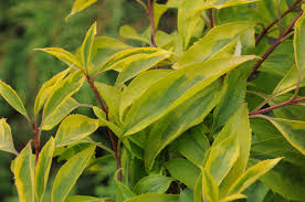 Forsythia Golden Times Shade Foliage Plant Variegated Plants Live Plants Plants