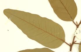 Image result for Xerophyta scabrida