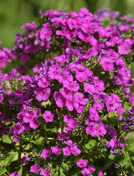 Birth Month Flower Grow Kit Australia Grow Clusters Of Gorgeous Compact Flowers With Phlox Blooms Mid To Late Summer Spring Plants Beautiful Blooms Flowers
