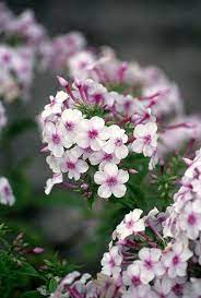福禄考phlox drummondii hook 一年生草本 原产北美南部 喜温暖 稍耐寒 忌酷暑 福禄考花色繁鑫 着花密 花期长 管理较为粗放 花期5 10月 受到此花祝福的人 你不喜欢卷入 纠纷 喜欢安静平稳的生活 此时你已经过人生的磨难达观大方 flower arrangements