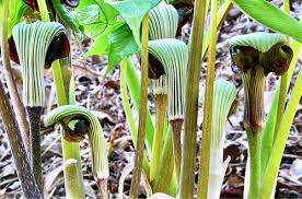 Image result for Arisaema
