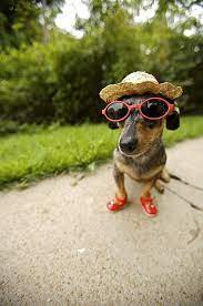 Dachshund In Sunglasses Straw Hat By Gillham Studios Family Friendly Dogs Dachshund Weenie Dogs
