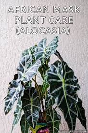 African Mask Plant Care Growing An Alocasia Plant Alocasia Plant Plant Care Houseplant Plant Care
