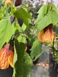 Image result for Abutilon