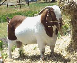 Boer Goat Evcil Hayvanlar Keciler Hayvan Resimleri