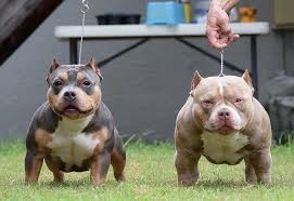 American Bully Stud Extreme American Bully Texas Size