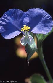 Image result for Commelina