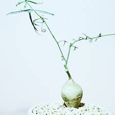 Image result for Adenia kirkii