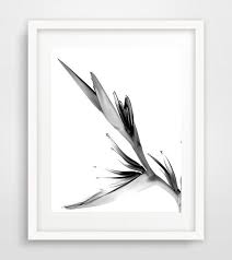 Bird Of Paradise Flower Tattoo Black And White Bird Of Paradise Poster Tropical Flower Art Downloadable Print Black And White Photo Minimalist Art Bird Of Paradise Tattoo Birds Of Paradise Flower Birds Of Paradise
