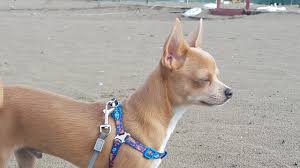 Sevimli Kopek Badi Chihuahua Buddy Canli Yayini Youtube