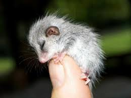 An Itsy Bitsy Pygmy Possum Cute Animals Animals Animals Beautiful