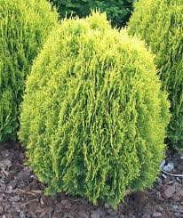 Maybe you would like to learn more about one of these? Platycladus Orientalis Aurea Nana 12cm Pot Size Be Sure To Check Out This Awesome Product This Is An Affiliate Li Plants Thuja Orientalis Formal Garden