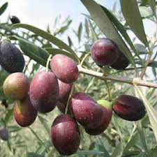 Selamat Datang Di Website Kami Www Id Herbal Co Id Pohon Zaitun Zaitun Ide Berkebun