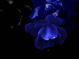 Maybe you would like to learn more about one of these? Dark Blue Flowers Wallpaper 1024x768 4880
