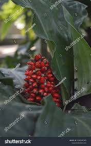 Image result for Palisota