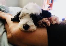 Shih poo, large munsterlander, or brittany spaniel notice that your business has been left off the list? Shamisha Tibetan Terriers Home Facebook