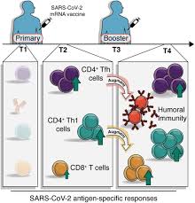 Recombinant albumin does not contain any human or animal products. Rapid Induction Of Antigen Specific Cd4 T Cells Guides Coordinated Humoral And Cellular Immune Responses To Sars Cov 2 Mrna Vaccination Biorxiv