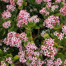 Commonly known as jade plant, friendship tree, lucky plant or money plant, crassula ovata is a succulent plant with small pink or white flowers. Crassula Ovata Cacti Com Blooming Succulents Crassula Ovata Jade Plants