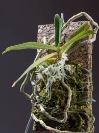 Image result for Diaphananthe