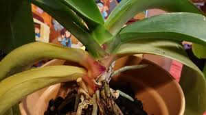 胡蝶蘭の葉が一気に3枚黄色に変化 その原因は 暮植譚 クレウエタン