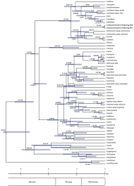Image result for Multidentia sp. A