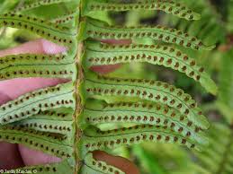 Image result for Nephrolepis