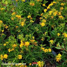 Image result for Lantana