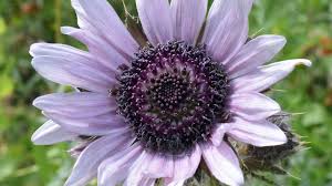 Image result for Berkheya