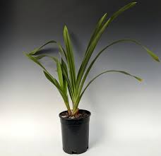 Image result for Cycnium jamesii