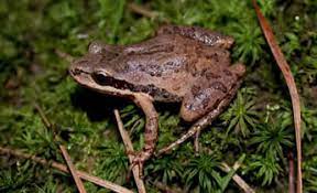 Males call from locations where the vegetation is most dense. Species Profile Southern Chorus Frog Pseudacris Nigrita Srel Herpetology