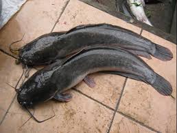 Mengenal berbagai jenis ikan koi koi adalah jenis ikan yang tidak pernah kehilangan penggemar. Tips Menyiang Dan Membasuh Ikan Keli Agar Tidak Hanyir Apabila Di Masak Blog Santai Santai Jerr
