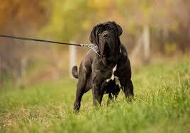 (giant mastiff video at end of post). Neapolitan Mastiff Temperament Top 6 Personality Traits Revealed