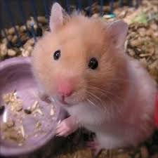 Adopt Hamsters On Petfinder Hamster Cute Small Animals Cute Hamsters