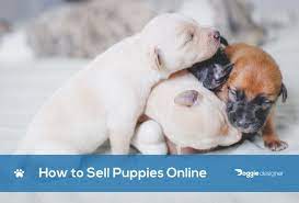 Your online marketplace for dogs in canada! How To Sell Puppies Online 25 Tips Tricks Doggie Designer