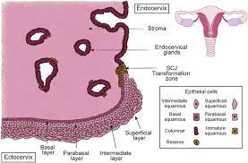 Histology of the normal cervix: The Anatomy Of The Human Cervix The Cervix Consists Of Two Distinct Download Scientific Diagram