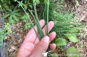 Check spelling or type a new query. How To Harvest Chives When To Pick Them