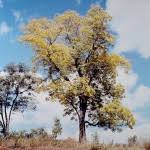 Image result for Entandrophragma caudatum