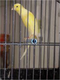 مدونة الطيور الجميلة Exclusive Canary Know All Kinds Of Pictures حصريا تعرف كل أنواع الكناري بالصور Canary Birds Canary Parrot