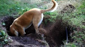 Digging is a common behavior problem for a lot of dog owners. How To Stop Your Dog From Digging Holes Our Fit Pets