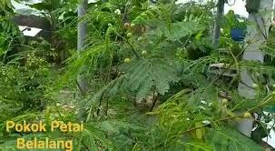 Karena khasiat bawang putih sangat luar biasa maka tidak heran bila sekarang makanan suplemen untuk kesehatan mata : Ultra Malay Pokok Petai Belalang Petai China Lam Soto Bagus Bagi Kaum Hawa Untuk Awek Muda Dan Kurus Facebook