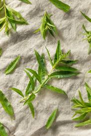 Some of the most fascinating health benefits of lemon verbena include its ability to help with weight loss goals, protect your muscles, reduce. 1 822 Beste Zitronenstrauch Bilder Stock Fotos Vektorgrafiken Adobe Stock